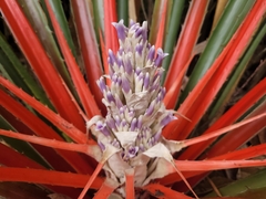 Bromelia antiacantha