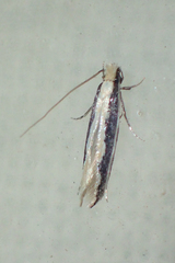 Monopis crocicapitella