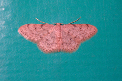 Idaea cervantaria