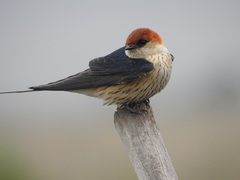 Cecropis cucullata