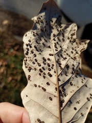 Neuroterus saltarius
