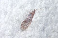 Berothidae