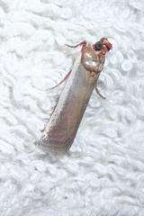 Denticera divisella
