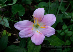 Zephyranthes carinata