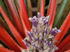 Bromelia antiacantha