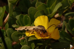 Halysidota donahuei