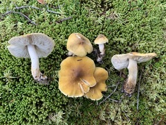 Tricholoma fumosoluteum