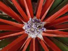 Bromelia antiacantha