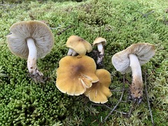 Tricholoma fumosoluteum