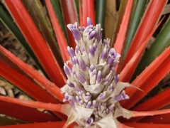 Bromelia antiacantha