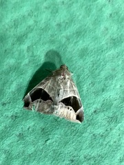 Bastilla joviana