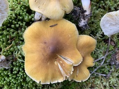 Tricholoma fumosoluteum