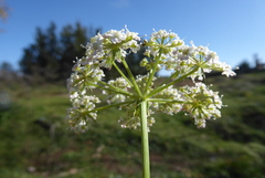 Peucedanum oreoselinum