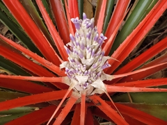 Bromelia antiacantha