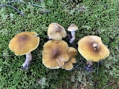 Tricholoma fumosoluteum