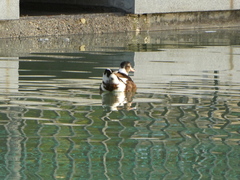 Anas platyrhynchos × Cairina moschata