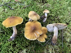 Tricholoma fumosoluteum