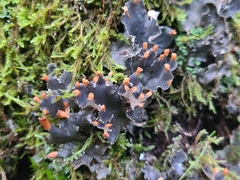 Peltigera hymenina