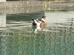 Anas platyrhynchos × Cairina moschata