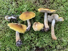 Tricholoma fumosoluteum