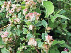 Gaudichaudia cynanchoides