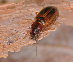 Dicheirotrichus placidus