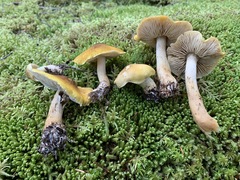 Tricholoma fumosoluteum