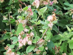 Gaudichaudia cynanchoides