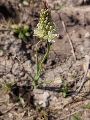 Albuca virens