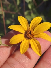 Bahiopsis triangularis