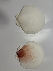 Placopecten magellanicus