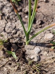 Albuca virens