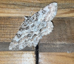 Cleora acaciaria
