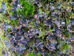 Peltigera hymenina