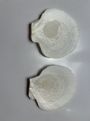 Placopecten magellanicus