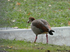 Alopochen aegyptiaca