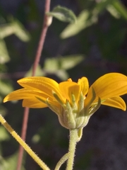 Bahiopsis triangularis