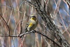 Setophaga coronata coronata × auduboni
