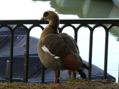 Alopochen aegyptiaca