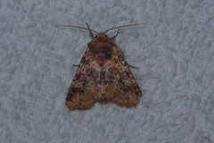 Polymixis germana