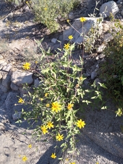 Bahiopsis triangularis