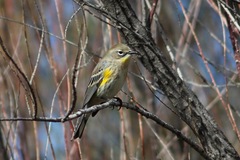 Setophaga coronata coronata × auduboni