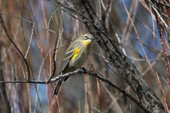 Setophaga coronata coronata × auduboni