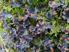 Peltigera hymenina