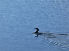 Phalacrocorax carbo