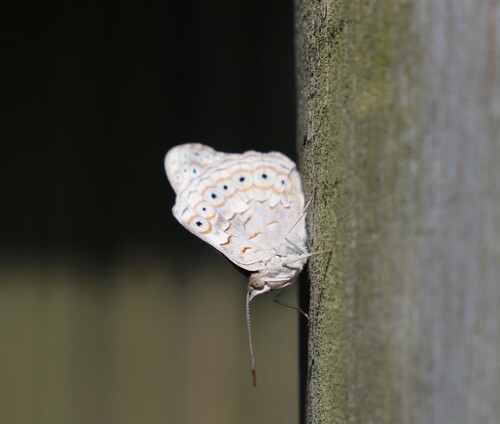 Sevenia boisduvali