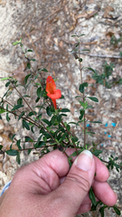 Clinopodium coccineum