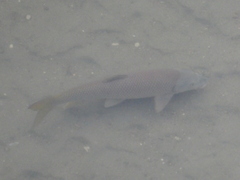 Cyprinus carpio