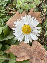 Bellis perennis