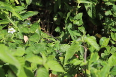 Hemistigma albipunctum